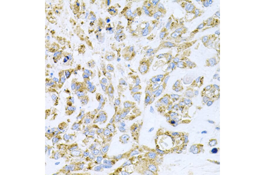 Immunohistochemistry - Anti-HDAC3 Antibody (A90101) - Antibodies.com