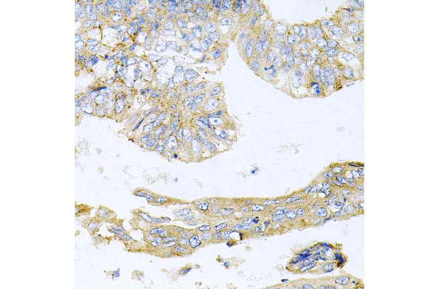 Immunohistochemistry - Anti-HDAC3 Antibody (A90101) - Antibodies.com