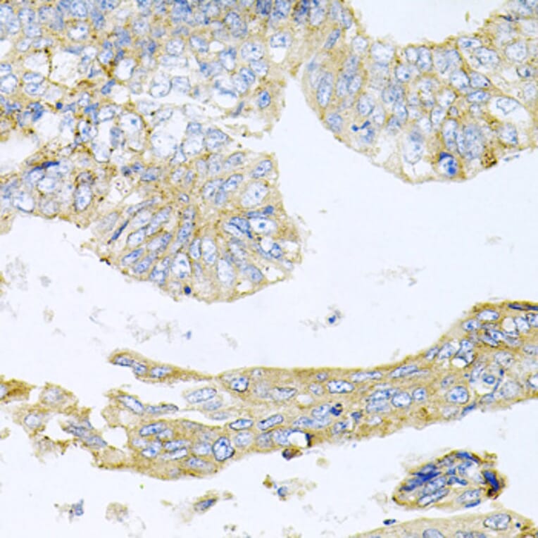 Immunohistochemistry - Anti-HDAC3 Antibody (A90101) - Antibodies.com