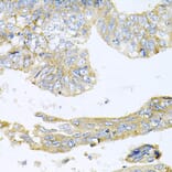 Immunohistochemistry - Anti-HDAC3 Antibody (A90101) - Antibodies.com