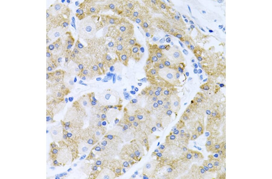 Immunohistochemistry - Anti-HDAC3 Antibody (A90101) - Antibodies.com