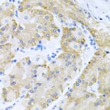 Immunohistochemistry - Anti-HDAC3 Antibody (A90101) - Antibodies.com