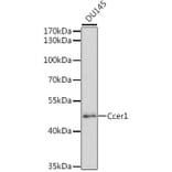 Western Blot - Anti-Ccer1 Antibody (A16606) - Antibodies.com