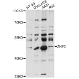 Western Blot - Anti-ZNF3 Antibody (A14382) - Antibodies.com