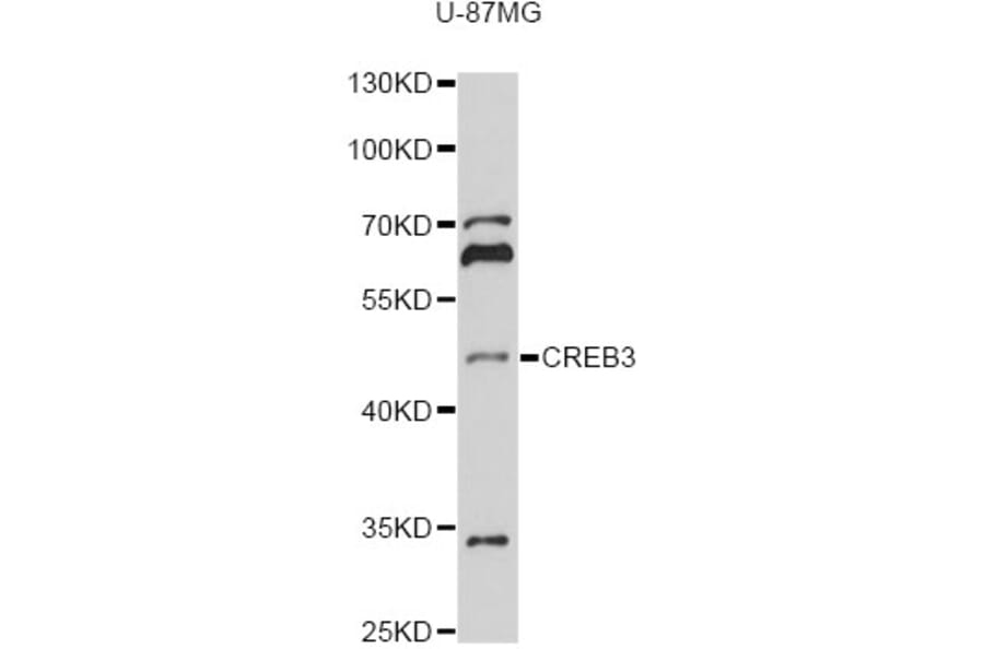 Western Blot - Anti-CREB3 Antibody (A13579) - Antibodies.com