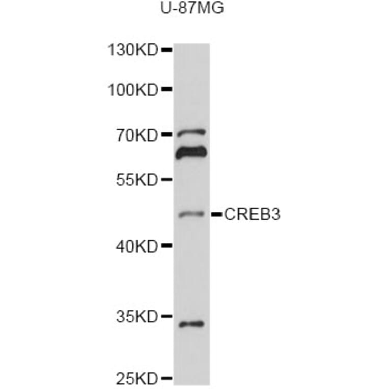 Western Blot - Anti-CREB3 Antibody (A13579) - Antibodies.com