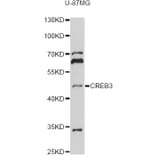 Western Blot - Anti-CREB3 Antibody (A13579) - Antibodies.com