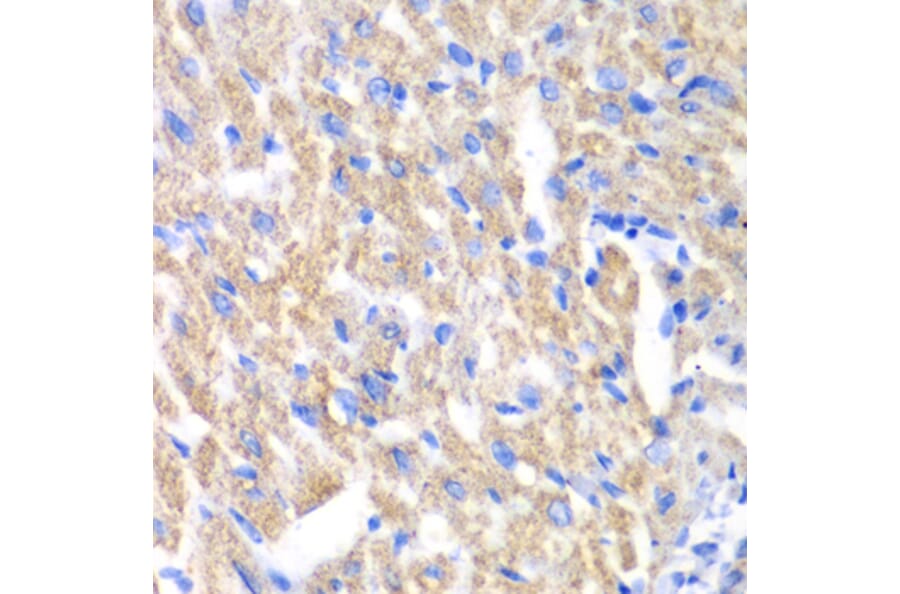 Immunohistochemistry - Anti-CREB3 Antibody (A13579) - Antibodies.com