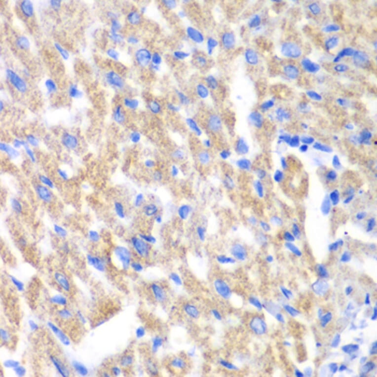 Immunohistochemistry - Anti-CREB3 Antibody (A13579) - Antibodies.com