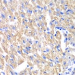 Immunohistochemistry - Anti-CREB3 Antibody (A13579) - Antibodies.com