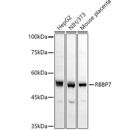 Western Blot - Anti-RBBP7 Antibody (A90109) - Antibodies.com