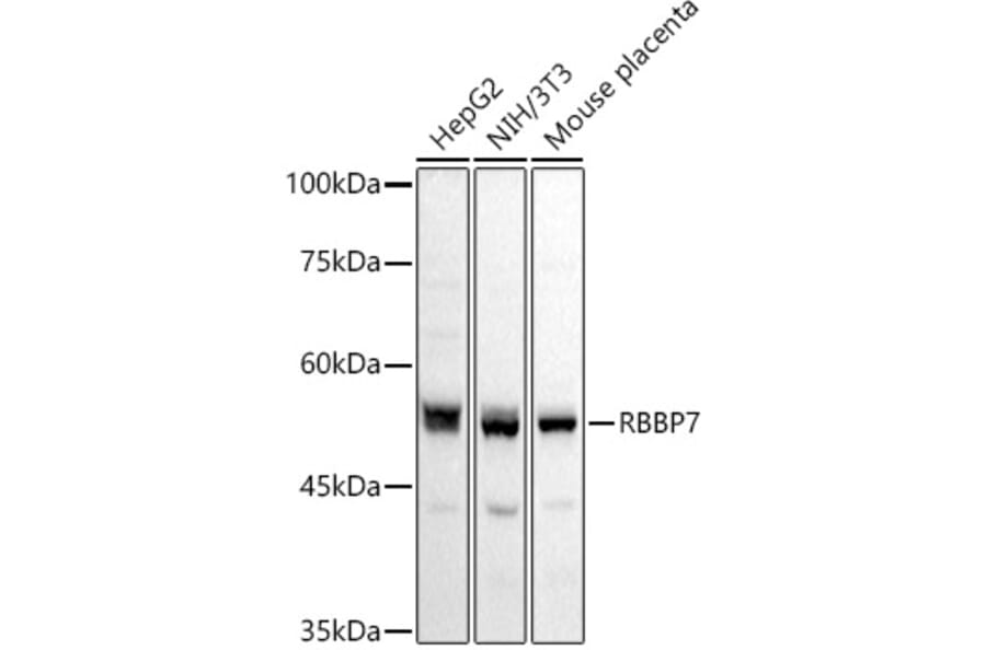 Western Blot - Anti-RBBP7 Antibody (A90109) - Antibodies.com