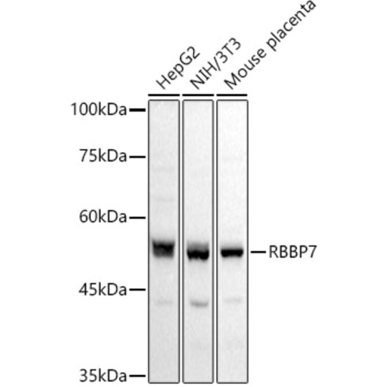 Western Blot - Anti-RBBP7 Antibody (A90109) - Antibodies.com