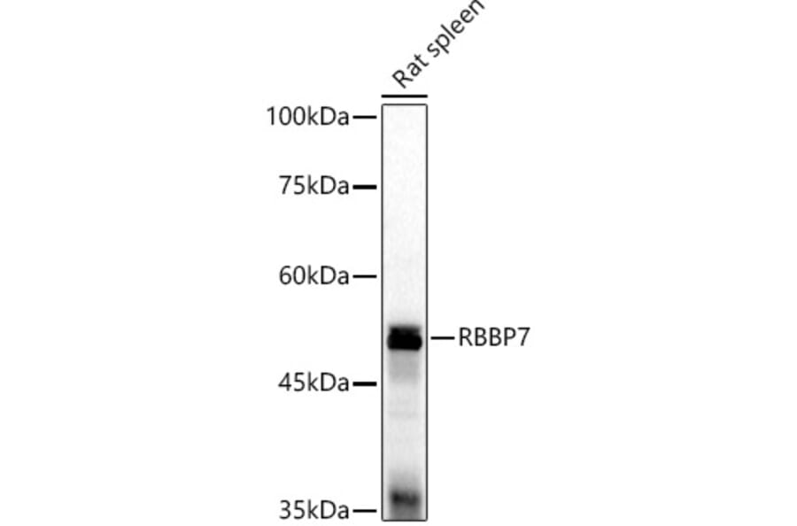 Western Blot - Anti-RBBP7 Antibody (A90109) - Antibodies.com