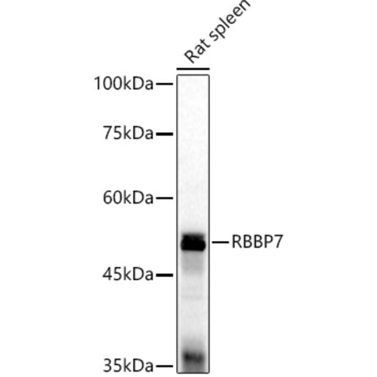 Western Blot - Anti-RBBP7 Antibody (A90109) - Antibodies.com