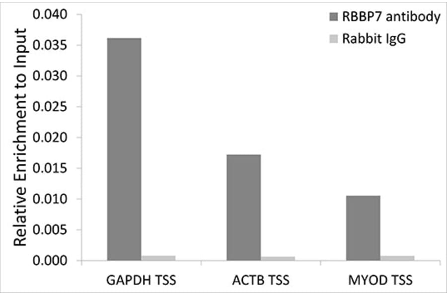 Chromatin Immunoprecipitation - Anti-RBBP7 Antibody (A90109) - Antibodies.com