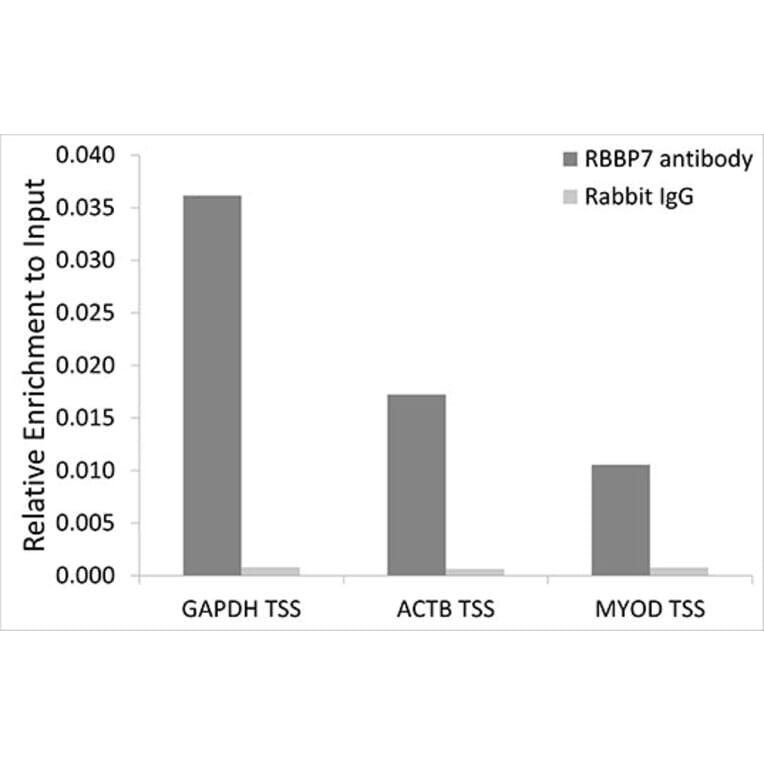 Chromatin Immunoprecipitation - Anti-RBBP7 Antibody (A90109) - Antibodies.com