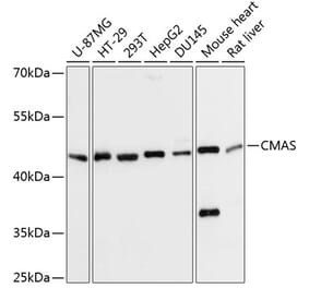 Western Blot - Anti-CMAS Antibody (A90110) - Antibodies.com