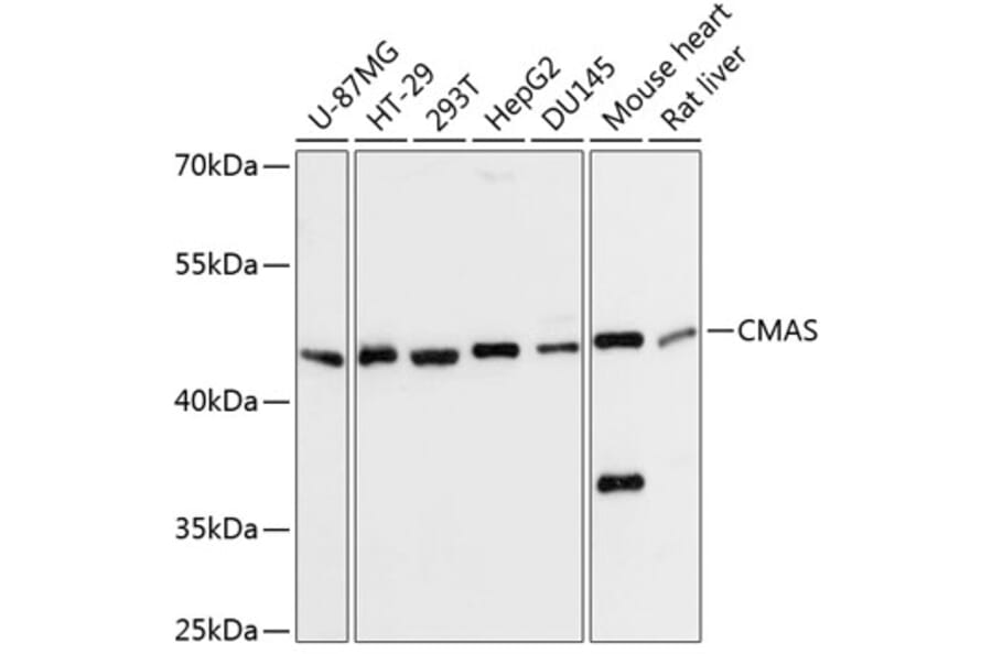 Western Blot - Anti-CMAS Antibody (A90110) - Antibodies.com
