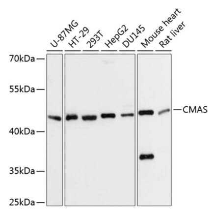 Western Blot - Anti-CMAS Antibody (A90110) - Antibodies.com