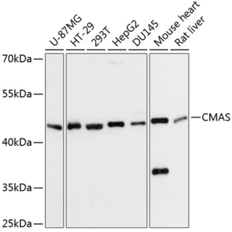 Western Blot - Anti-CMAS Antibody (A90110) - Antibodies.com