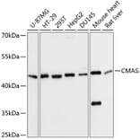 Western Blot - Anti-CMAS Antibody (A90110) - Antibodies.com