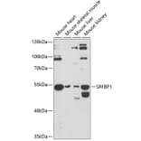 Western Blot - Anti-SRFBP1 Antibody (A90112) - Antibodies.com