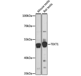 Western Blot - Anti-TEKT1 Antibody (A90113) - Antibodies.com