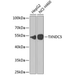 Western Blot - Anti-TXNDC5 Antibody (A90115) - Antibodies.com