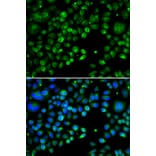 Immunofluorescence - Anti-TXNDC5 Antibody (A90115) - Antibodies.com