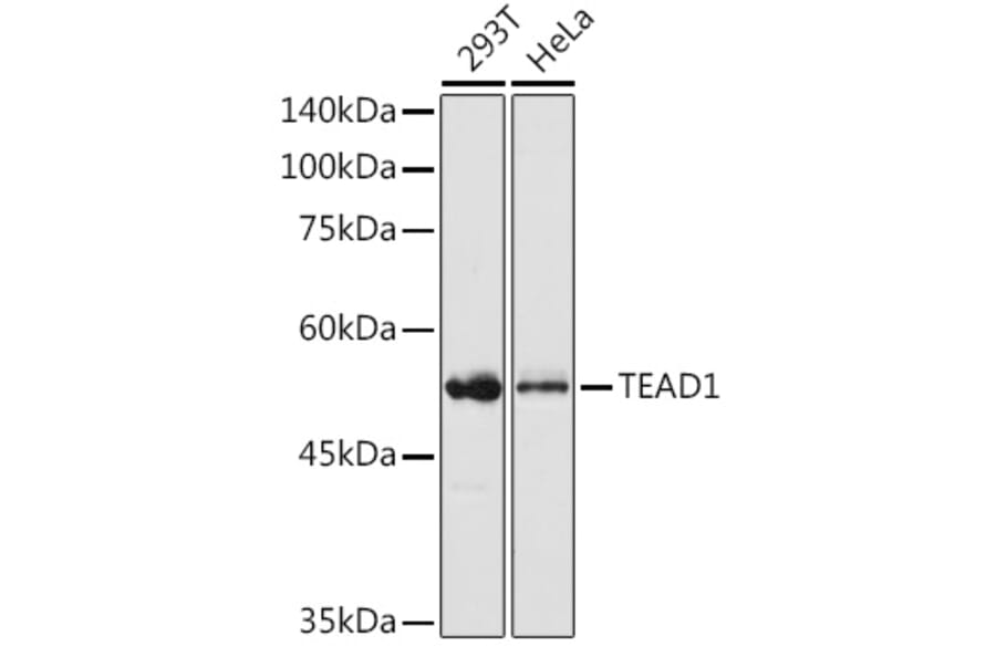 Western Blot - Anti-TEF1/TEAD-1 Antibody (A90118) - Antibodies.com