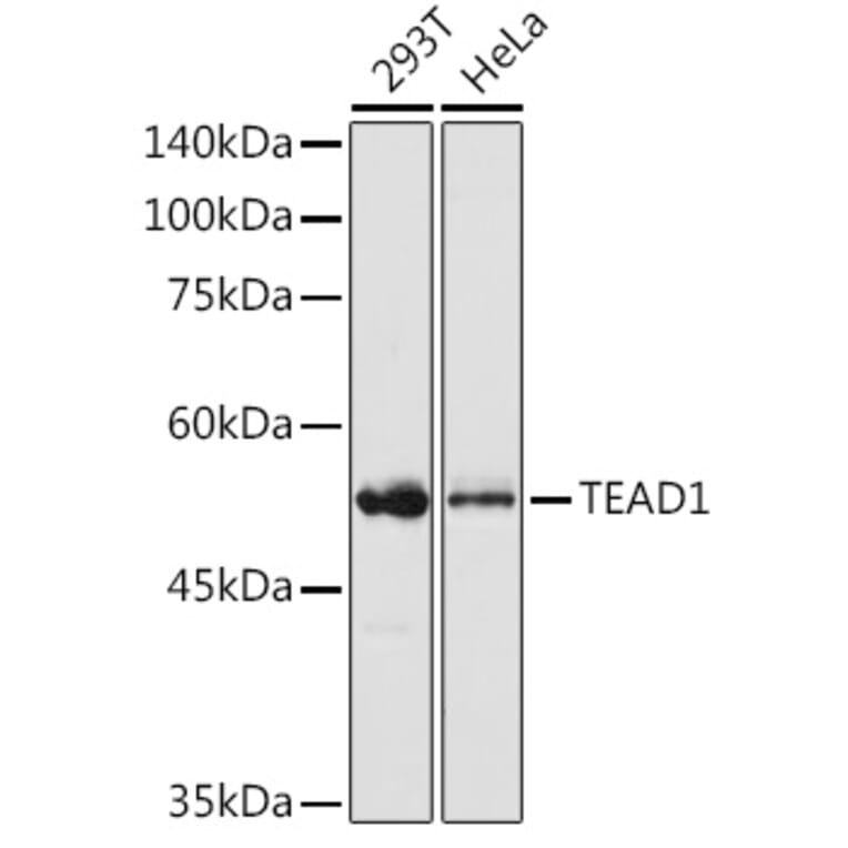 Western Blot - Anti-TEF1/TEAD-1 Antibody (A90118) - Antibodies.com