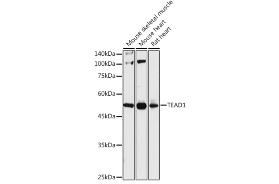 Western Blot - Anti-TEF1/TEAD-1 Antibody (A90118) - Antibodies.com
