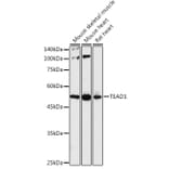 Western Blot - Anti-TEF1/TEAD-1 Antibody (A90118) - Antibodies.com