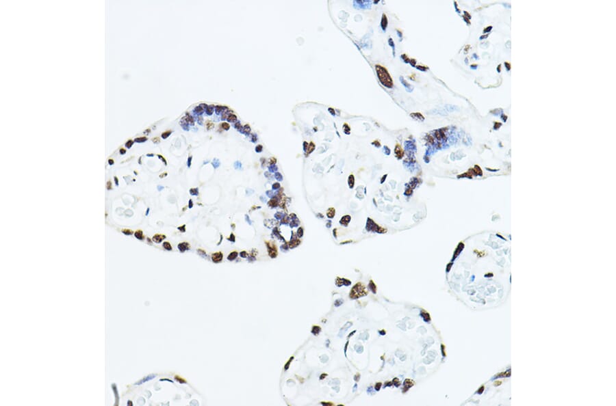 Immunohistochemistry - Anti-TEF1/TEAD-1 Antibody (A90118) - Antibodies.com