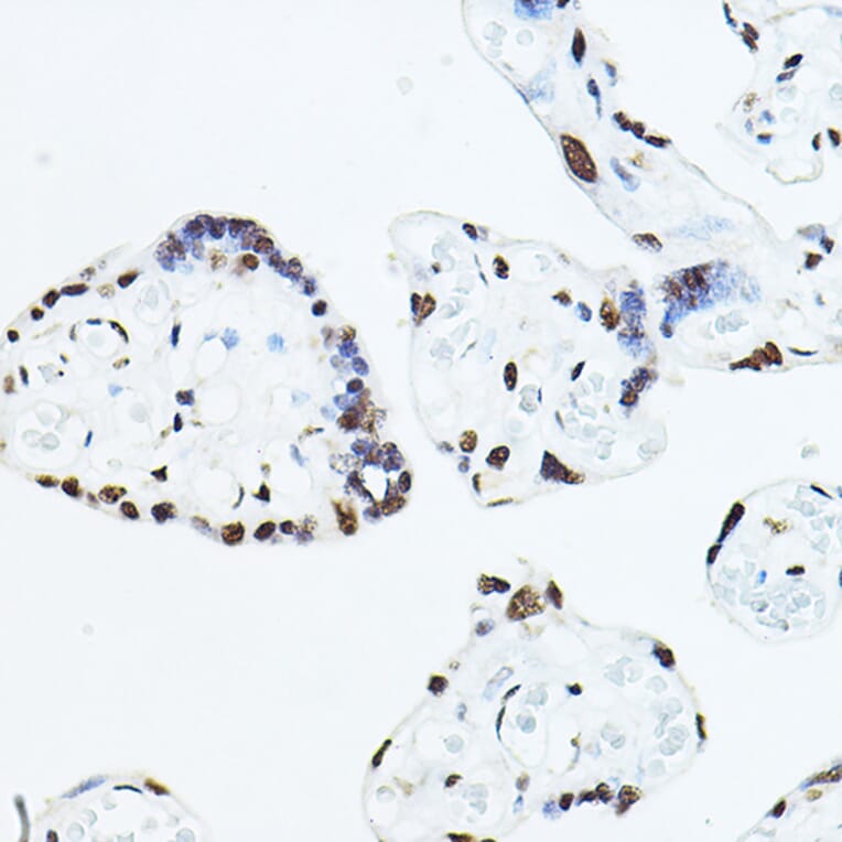Immunohistochemistry - Anti-TEF1/TEAD-1 Antibody (A90118) - Antibodies.com
