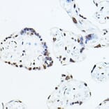 Immunohistochemistry - Anti-TEF1/TEAD-1 Antibody (A90118) - Antibodies.com
