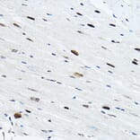Immunohistochemistry - Anti-TEF1/TEAD-1 Antibody (A90118) - Antibodies.com