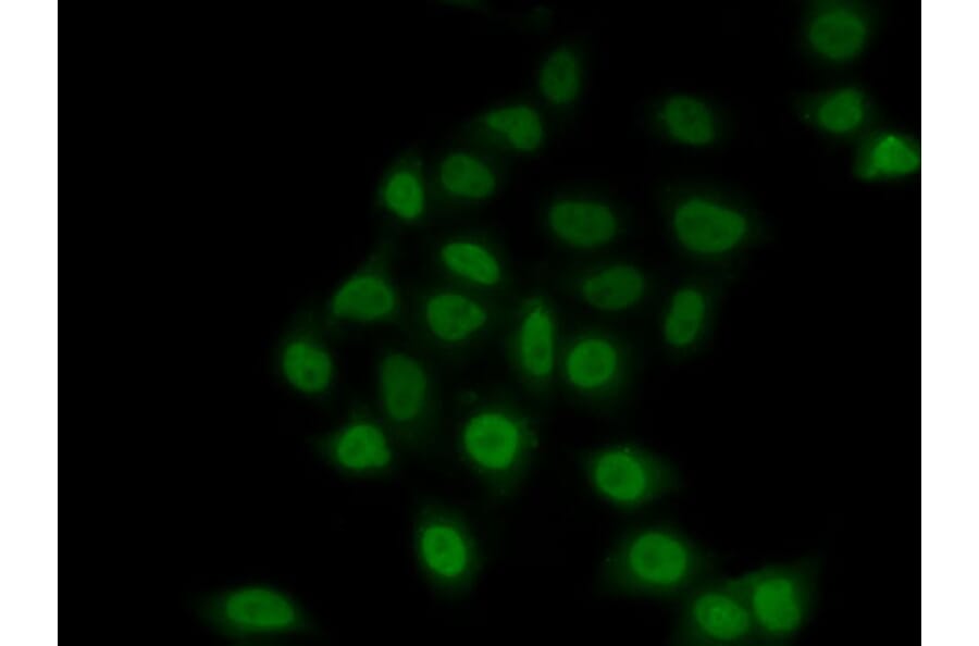 Immunofluorescence - Anti-TEF1/TEAD-1 Antibody (A90118) - Antibodies.com