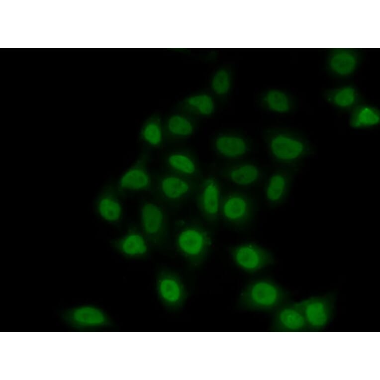 Immunofluorescence - Anti-TEF1/TEAD-1 Antibody (A90118) - Antibodies.com
