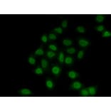 Immunofluorescence - Anti-TEF1/TEAD-1 Antibody (A90118) - Antibodies.com