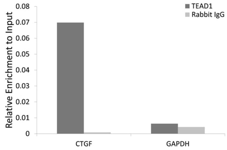 Chromatin Immunoprecipitation - Anti-TEF1/TEAD-1 Antibody (A90118) - Antibodies.com
