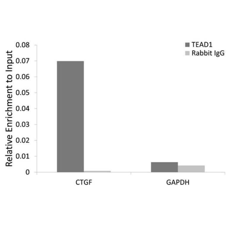 Chromatin Immunoprecipitation - Anti-TEF1/TEAD-1 Antibody (A90118) - Antibodies.com