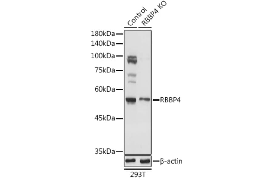 Western Blot - Anti-RBBP4 Antibody (A90120) - Antibodies.com