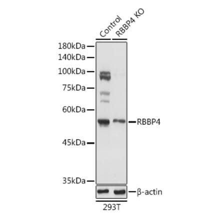 Western Blot - Anti-RBBP4 Antibody (A90120) - Antibodies.com