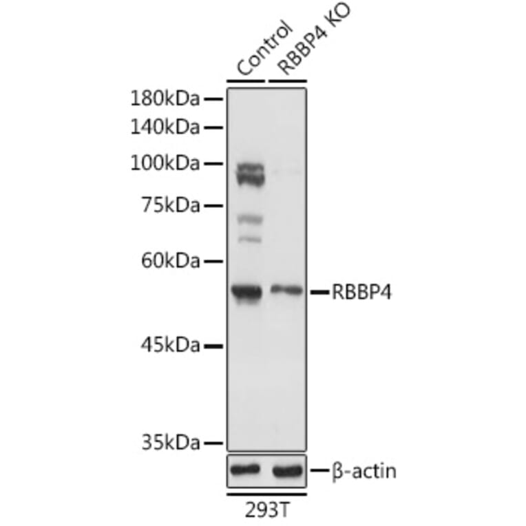Western Blot - Anti-RBBP4 Antibody (A90120) - Antibodies.com