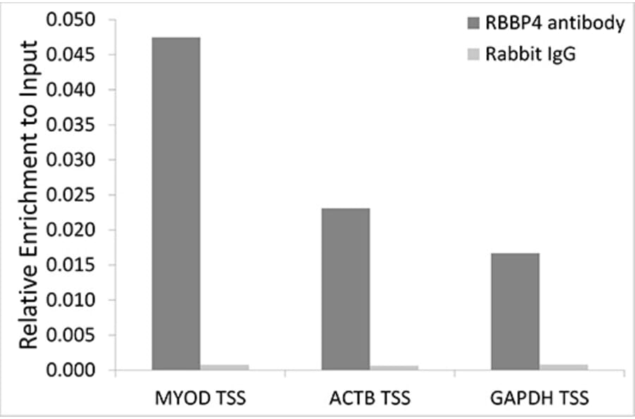 Chromatin Immunoprecipitation - Anti-RBBP4 Antibody (A90120) - Antibodies.com