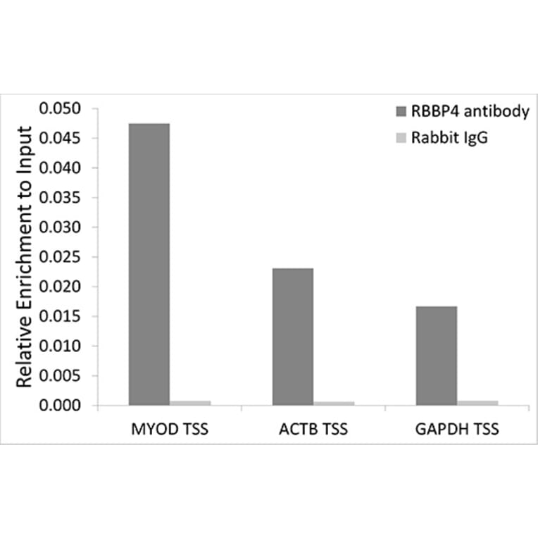Chromatin Immunoprecipitation - Anti-RBBP4 Antibody (A90120) - Antibodies.com