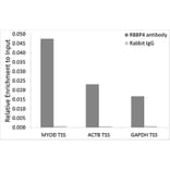 Chromatin Immunoprecipitation - Anti-RBBP4 Antibody (A90120) - Antibodies.com
