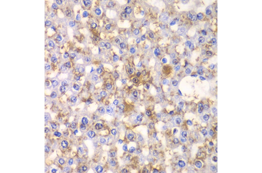 Immunohistochemistry - Anti-HAPLN1 Antibody (A90121) - Antibodies.com